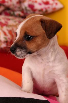 Read online Jack Russell Terrier Puppy on the Bed Journal: Take Notes, Write Down Memories in This 150 Page Lined Journal - NOT A BOOK file in ePub