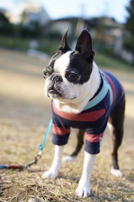 Read online Boston Terrier Wearing a Sweater Journal: Take Notes, Write Down Memories in This 150 Page Lined Journal - NOT A BOOK | PDF