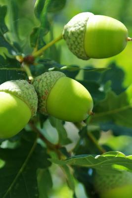 Read Green Acorns on an Oak Tree Journal: Take Notes, Write Down Memories in This 150 Page Lined Journal - NOT A BOOK file in ePub