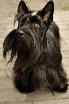 Read Unbelievably Cute Scottish Terrier Journal: Take Notes, Write Down Memories in This 150 Page Lined Journal - NOT A BOOK file in PDF