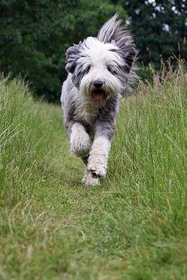 Download Bearded Collie Running Down the Path Journal: Take Notes, Write Down Memories in This 150 Page Lined Journal - NOT A BOOK | ePub