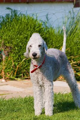 Read online Bedlington Terrier Standing Tall in the Grass Journal: Take Notes, Write Down Memories in This 150 Page Lined Journal - NOT A BOOK | PDF