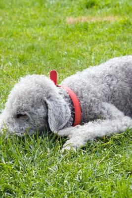 Read Bedlington Terrier Napping in the Grass Journal: Take Notes, Write Down Memories in This 150 Page Lined Journal - NOT A BOOK | ePub